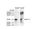 Western blot analysis of c-Fos expression in rat C6 cells (40 ug lysate loading per lane). C6 cells were serum-starved for 20 hours and then stimulated with 20% FBS for 2 hrs (+). Control cells were left in serum-depleted culture medium (-). M-1752-100 and R-1751-50 detect a strong band at 50 kDa in stimulated cells but not in control cells, representing increased c-FOS expression. Western Blotting Method: SDS-PAGE: denaturing and reducing, 4-12% Bis-Tris gel; Transfer: Tris-Glycine (Towbin's) buffer with 20% methanol; Membrane: PVDF (0.45 µm); Blocking: 5% skim milk in TBST, 1 hour at RT; Primary antibodies: R-1751-50 (1 µg/mL), M-1752-100 (1 µg/mL), incubation overnight at 4°C; Secondary antibodies: anti-rabbit-HRP (1/6000) or anti-mouse-HRP (1/3000), 1 hour at RT; Detection: Chemiluminiscence.