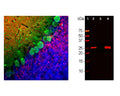 Left: Rat brain cerebellum stained with mouse anti-calbindin (green, 1:1,000) and rabbit anti-calretinin (R-1800-50, red, 1:5,000) by Immunohistochemistry. Blue: DAPI nuclear stain. IHC Method: Following transcardial perfusion with 4% paraformaldehyde, brain was post fixed for 24 hours, cut to 45 um, and free-floating sections were stained. Calbindin antibody prominently labels the dendrites and perikarya of Purkinje cells in the molecular layer of cerebellum. In contrast, the calretinin antibody stains granule cells, in the granualar layer, and their processes in the molecular layer. Right: Western blot analysis of calbindin expression (antibody dilution: 1:2,000) in rat cerebellum (2), pig hippocampus (3), and cow cerebellum (4). The band at ~25 kDa corresponds to calbindin protein, heavily expressed in the cerebellum, but less in hippocampus.
