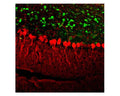 Rat cerebellum stained with mouse anti-calretinin (green, 1:500) and chicken anti-calbindin (C-1798-50, red, 1:2,000) by Immunohistochemistry. IHC Method: Following transcardial perfusion of rat with 4% paraformaldehyde, brain was post fixed for 24 hours, cut to 45 um, and free-floating sections were stained. The calretinin antibody labels interneurons in the granule cell layer, while the calbindin antibody stains Purkinje neurons and their dendritic processes in the molecular layer of the cerebellum.