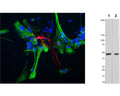 Left: Mixed neuron-glial cell cultures stained with anti-CNP (red) and anti-GFAP (green, R-1374-50) by Immunocytochemistry. The antibody to CNP stains strongly in oligodendrocytes, whereas GFAP labels only the intermediate filaments in astrocytes. Blue is DNA staining. Right: Western Blotting of rat brain tissue homogenates probed with anti-CNP antibody at 1:5,000 (Lane 1) and 1:20,000 (Lane 2). The antibody binds strongly and specifically to a band at ~48 kDa corresponding to the expected molecular weight of CNP.