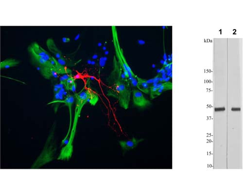 Left: Mixed neuron-glial cell cultures stained with anti-CNP (red) and anti-GFAP (green, R-1374-50) by Immunocytochemistry. The antibody to CNP stains strongly in oligodendrocytes, whereas GFAP labels only the intermediate filaments in astrocytes. Blue is DNA staining. Right: Western Blotting of rat brain tissue homogenates probed with anti-CNP antibody at 1:5,000 (Lane 1) and 1:20,000 (Lane 2). The antibody binds strongly and specifically to a band at ~48 kDa corresponding to the expected molecular weight of CNP.