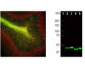 Left: Rat cerebellum stained with mouse anti-CNP (green, 1:500) and chicken anti-NF-M (C-1393-50, red, 1:1,000) by Immunohistochemistry. Blue: DAPI nuclear stain. IHC Method: Following transcardial perfusion of rat with 4% paraformaldehyde, brain was post fixed for 24 hours, cut to 45 um, and free-floating sections were stained. The CNP antibody specifically stains oligodendrocytes, cells that create the myelin sheath around axons. The NF-M antibody labels axons of neuronal cells. Right: Western blot analysis of rat brain (2), rat spinal cord (3), mouse brain (4), mouse spinal cord (5). Antibody dilution: 1:2,000. Double bands at 46 and 48 kDa correspond to the major isotypes of CNP.