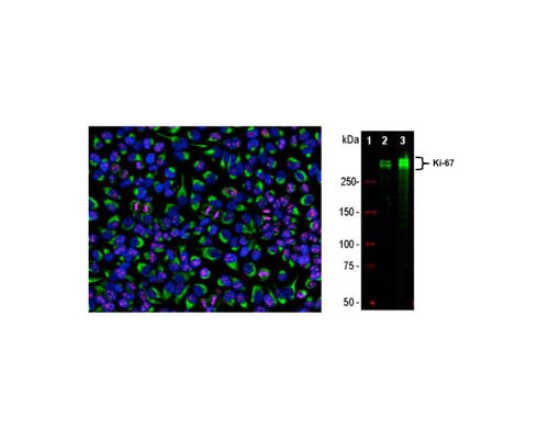 Left: Immunofluorescence analysis of HeLa cells costained with mouse antibody to Ki-67 (1:2,000, red) and chicken antibody to vimentin (C-1409-50, 1:10,000, green). Ki-67 protein is predominantly localized in nucleoli of _cells in interphase, while in mitotic cells Ki-67 is associated with condensed chromosome. Ki-67 is not expressed in cells in quiescent G0 state. Blue: DAPI staining of nuclear DNA. Right: Western blot analysis of equal amounts of HeLa (Lane 2) and HEK293 (Lane 3) cell lysates probed with mouse antibody to Ki-67 (1:2,000, Lanes 2 and 3). Two bands above 250 kDa are observed, corresponding to major Ki-67 isoforms of molecular weight ~345 and 395 kDa.