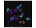 Analysis of Ki67 expression (green) in cultured HeLa cells with mouse anti-Ki67 antibody by Immunocytochemistry. The nuclei of rapidly dividing cells have clumps of Ki67 associated with nucleoli, while nearby quiescent cells express little or no Ki67. Cells are counterstained with chicken anti-lamin A/C antibody (C-1698-100, red) which reveals the nuclear lamina. Blue: DAPI nuclear stain.
