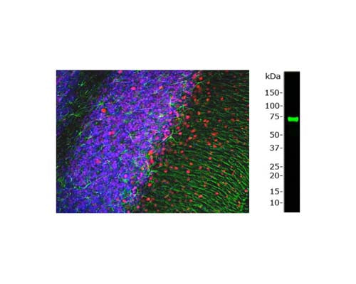 Left: Staining of rat cerebellum section with mouse antibody to MeCP2 (1:500, red) and rabbit antibody to GFAP (R-1374-50, 1:5,000, green) by Immunohistochemistry. While MeCP2 is specifically expressed in nuclei of neuron cells, the GFAP antibody stains the network of glial cells. Blue: DAPI nuclear stain. IHC method: Following transcardial perfusion of rat with 4% paraformaldehyde, brain was post fixed for 1 hour, cut to 45 uM, and free-floating sections were stained with above antibodies. Right: Western blot analysis of MeCP2 expression in nuclear extracts from mouse brain. This antibody recognizes a strong and clear band at 74 kDa corresponding to_MeCP2. The molecular weight of MeCP2 is 52 KDa, however, on SDS-PAGE this protein migrates slower due to its unusual high positive charge density.