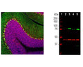 Left: Rat cerebellum stained with mouse anti-MeCP2 (red, 1:500) and chicken anti-calbindin (C-1798-50, green, 1:2,000) by Immunohistochemistry. Blue: DAPI nuclear stain. IHC Method: Following transcardial perfusion of rat with 4% paraformaldehyde, brain was post fixed for 1 hour, cut to 45 um, and free-floating sections were stained. The MeCP2 antibody specifically labels nuclei of neuronal cells to a variable extent, while calbindin is expressed in the dendrites and perikarya of Purkinje cells in the molecular layer of cerebellum. Right: Western blot analysis with mouse anti-MeCP2 (green, 1:1,000) and chicken anti-GAP43 (red). (2) rat whole brain, (3) nuclear fraction of rat brain, (4) mouse whole brain, (5) nuclear fraction of mouse brain. A strong band at about 75 kDa is observed in rat and slightly lower in mouse nuclear enriched fractions, corresponding to MeCP2 protein. GAP43 protein is detected in all preparations with apparent molecular weight of 43 kDa.