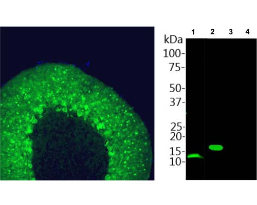 Left: Staining of parvalbumin in adult rat cerebellum floating section by Immunohistochemistry. Mouse antibody to parvalbumin (1:1,000, green) stains dendrites and perikarya of Purkinje cells and some interneurons in the molecular layer. Blue: Nuclear DNA stain. Right: Western blot analysis of parvalbumin expression in rat skeletal muscle homogenate (Lane 1). The antibody (1:1,000) detects parvalbumin at ~12 kDa in homogenate (Lane 1) and His-tagged parvalbumin protein (Lane 2) at slightly higher molecular weight. The antibody does not cross-react with His-tagged proteins calretinin (Lane 3) and calbindin (Lane 4). Note that this antibody does not recognize parvalbumin in rat or mouse brain lysates on western blots.
