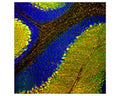 Rat cerebellum section stained with mouse anti-parvalbumin (green, 1:1,000) and chicken anti-calbindin (C-1798-50, red, 1:2,000) by Immunohistochemistry. Blue: DAPI nuclear stain. IHC Method: Following transcardial perfusion of rat with 4% paraformaldehyde, brain was post fixed for 24 hours, cut to 45 um, and free-floating sections were stained. Most Purkinje cells strongly express both parvalbumin and calbindin and so appear yellow, whereas basket, stellate and Golgi cells express parvalbumin alone, and so appear green.