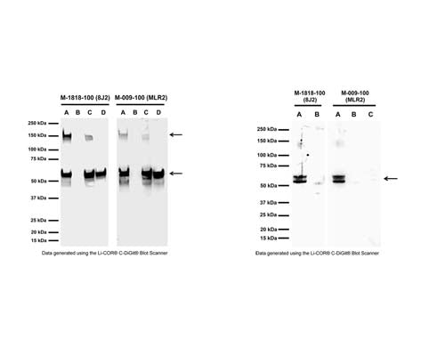 Left: Analysis of p75NTR expression in human and rodent RIPA cell lysates by Western Blotting. Mouse antibody to p75NTR clone 8J2 (M-1818-100) and clone MLR2 (M-009-100) detect p75NTR-IR at ~50-60 kDa in mouse p75NTR-transfected cells (A), but not in non-transfected control cells (B). p75NTR-IR is also observed in human SH-SY5Y (C) and rat C6 (D) cell lysates. Dependent on cell lysate, dimers or trimers (~150 kDa) of p75NTR are detected (Anastasia et al., 2015). 50 ug of protein were loaded per lane. WB Method: SDS-PAGE: 4-12%, non-reducing conditions; Transfer: Tris-Glycine buffer; Membrane: nitrocellulose (0.45 um); Blocking: 5% skim milk in TBST, 1 hour at RT; Primary antibody: 1 µg/mL, overnight at 4°C; Secondary antibody: anti-mouse-HRP (1/6000) 1 hour at RT; Detection: Chemiluminiscence. Right: Immunoprecipitation of p75NTR from rat C6 cell lysate and detection by Western Blotting. Mouse antibody to p75NTR clone 8J2 (M-1818-100) and clone MLR2 (M-009-100) precipitate bands at the expected molecular weight of ~50-60 kDa for p75NTR (A). No p75NTR-IR is observed in remaining supernatant (B) or control (Protein G only, C). IP Method: C6 lysates were prepared in non-denaturing lysis buffer and pre-cleared with Protein G agarose beads (40 uL bead slurry per 1 mg total protein). Cleared lysate was then incubated with either M-1818-100 or M-009-100 (10 ug antibody per 200 ug total protein), and immune complexes bound by Protein G agarose (10 uL). Precipitated p75NTR was eluted off the beads and antibody by heating and addition of SDS-PAGE sample buffer. WB Method: as above, with primary goat anti-p75NTR (1 µg/mL) antibody and secondary anti-sheep-HRP (1/6000) antibody. Detection: Chemiluminiscence.