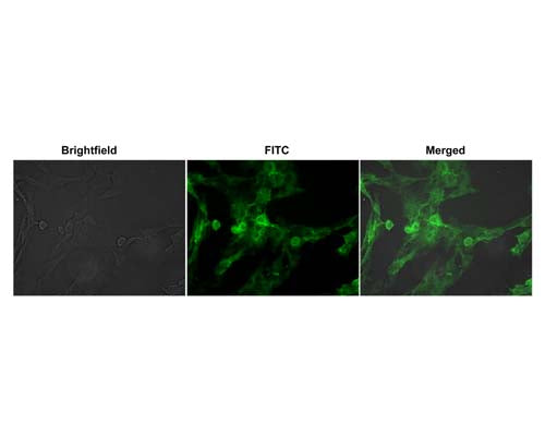 Live cell imaging of NGFR/p75 receptor in human SH-SY5Y cells with FITC-labelled p75 antibody clone 8J2 (2 µg/mL). Magnification: 40x.