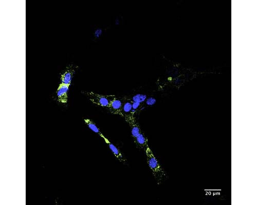 Trafficking of internalized NGFR/p75 receptor with p75 antibody clone 8J2, conjugated with ATTO 488 (M-1821-50-AT, green). Human SH-SY5Y cells were incubated for 1 hour with 2 µg/mL 8J2-ATTO 488 at 37C, fixed (4% formaldehyde), and cell nuclei stained with Hoechst dye (blue). Confocal images (40x magnification) demonstrate typical vesicle-like, punctuate perinuclear staining of internalized receptor/antibody.