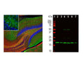 Left: Analysis of beta-synuclein expression in mouse hippocampus section by Immunohistochemistry. Beta-synuclein (green) was detected with mouse antibody to beta-synuclein (1:500), and sections co-stained with a rabbit antibody to neurofilament light (NF-L, C-terminal, red). Blue: Hoechst nuclear stain. IHC Method: Following transcardial perfusion of mouse with 4% paraformaldehyde, brain was post-fixed for 24 hours, cut to 45 μm, and free-floating sections were stained with above antibodies. The beta-synuclein antibody detects protein concentrated in synaptic regions, while the NF-L antibody labels dendrites and axons of neuronal cells. Right: Western blot analysis of tissue homogenates using mouse antibody to beta-synuclein (green, 1:1,000). Lane 1: molecular weight marker; Lane 2: rat cortex; Lane 3: rat cerebellum; Lane 4: mouse cortex; Lane 5: mouse cerebellum; Lane 6: cow cortex; Lane 7: cow cerebellum. A strong band at about 17 kDa corresponds to beta-synuclein protein.