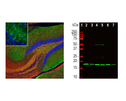 Left: Analysis of beta-synuclein expression in mouse hippocampus section by Immunohistochemistry. Beta-synuclein (green) was detected with mouse antibody to beta-synuclein (1:500), and sections co-stained with a rabbit antibody to neurofilament light (NF-L, C-terminal, red). Blue: Hoechst nuclear stain. IHC Method: Following transcardial perfusion of mouse with 4% paraformaldehyde, brain was post-fixed for 24 hours, cut to 45 μm, and free-floating sections were stained with above antibodies. The beta-synuclein antibody detects protein concentrated in synaptic regions, while the NF-L antibody labels dendrites and axons of neuronal cells. Right: Western blot analysis of tissue homogenates using mouse antibody to beta-synuclein (green, 1:1,000). Lane 1: molecular weight marker; Lane 2: rat cortex; Lane 3: rat cerebellum; Lane 4: mouse cortex; Lane 5: mouse cerebellum; Lane 6: cow cortex; Lane 7: cow cerebellum. A strong band at about 17 kDa corresponds to beta-synuclein protein.