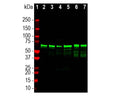 Analysis by western blot of NF-L expression in different tissue lysates with M-2123-100, Neurfofilament light (NF-L), DG-Sensor™ Clone 1D44, Mouse mAb, (green, 1:000) with a band at approx 68-70kDa. Lane 1: protein standard (red); Lane 2: rat brain; Lane 3: rat spinal cord; Lane 4: mouse brain; Lane 5: mouse spinal cord; Lane 6: bovine spinal cord; Lane 7: pig spinal cord. The lower molecular weight a bands found in the samples are most likely proteolytic forms of NF-L.