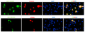 Immunofluorescence of COS7 cells expressing mKate2 or mRuby using chicken anti-mKate2 antibody (green) and mKate2 autofluorescence (red), showing complete overlap in the signal in transfected cells. The cells were stained using goat anti-chicken IgY FITC secondary antibody (Cat. 80-1000-FITC) and mounted with Fluoroshield with DAPI mounting medium (Cat. AR-6501). The DAPI nuclear stain (blue) shows the nuclei of both transfected and untransfected cells.