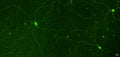 Immunofluorescence staining of melanopsin in mouse retinal tissue using mOPN4 chicken antibody (Cat. mOPN4-0100).