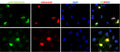 Immunofluoresence of COS7 cells expressing mScarlet3 using chicken anti-mScarlet3 antibody (green) and showing mScarlet3 autofluorescence (red). The cells were mounted with ICT's Fluoroshield with DAPI mounting medium (Cat. AR-6501). The DAPI nuclear stain (blue) shows the nuclei of both transfected and untransfected cells. The staining revealed a complete overlap