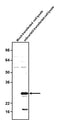 Western blotting of mock or mScarlet3 transfected COS-7 cell lysates with chicken anti-mScarlet3 antibody (0.5 ug/ml) and detected with anti-chicken HRP. Chicken anti-mScarlet3 recognizes exogenous mScarlet3 in COS-7 cells.