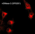 Immunocytochemical labeling of nSMase3 in aldehyde-fixed and NP-40-permeabilized mouse C2C12 cells. The cells were labeled with rabbit polyclonal anti-nSMase3 (SP0281) antibody. The antibody was detected using appropriate secondary antibody conjugated to DyLight® 594.