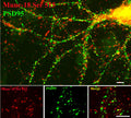 Immunostaining of 14 DIV rat cortical neurons showing specific labeling of Munc-18 phosphorylated at Ser513 (Cat. p1305-515, 1:400,m red) and PSD95 (green).
