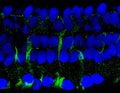 Immunostaining of salamander retina showing labeling of 14-3-3 protein when phosphorylated at Ser58 (Cat. p1433-58, green 1:500) in Müller glial cells. The blue is staining DNA. Photo courtesy of Alex Vila, University of Texas at