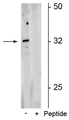 Western blot of rat neonatal brain lysate showing specific immunolabeling of the ~32 kDa form of the Olig2 protein phosphorylated at Ser10,13,14 in the first lane (-). Phosphospecificity is shown in the second lane (+) where Immunolabeling is blocked by the phosphopeptide used as the antigen but not by the corresponding non-phosphopeptide (not shown).