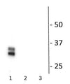 Western blot of connexin35/36 fusion proteins showing specific immunolabeling of the ~35 kDa connexin-35/36 phosphorylated at Ser276. The first lane (1) is PKA phosphorylated protein purified from the C-Terminal domain. The second lane (2) shows phosphospecificity indicated by no labeling in protein without PKA stimulation. The third lane (3) is protein purified from the intracellular loop, demonstrating that there is no cross-reactivity with the other major PKA phosphorylation site at Ser110.