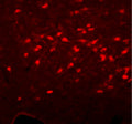 Immunofluorescent staining of rat basal forebrain cholinergic neurons using rabbit anti-ChAT primary and Cy3 secondary antibodies.