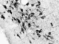 Immunohistochemical detection of cholinergic neurons in formalin-fixed floated cryostat sections from the basal forebrain of the rat. Choline acetyltransferase immunoreactivity was detected with the rabbit polyclonal ChAT antiserum (R-043-100; 1:20,000), using the biotinylated secondary antibody-ABC method and nickel-diaminobenzidine chromogen. Photo courtesy of Dr. Erik Hrabovszky, Hungarian Academy of Sciences, Budapest, Hungary.