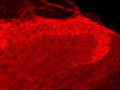 Immunohistochemical staining of rat spinal cord using rabbit antibody to human capsaicin receptor, catalog number R-053-100.