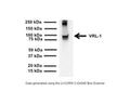 Western blot of VRL-1 in PC12 cell lysate (RIPA, 80 µg/lane). R-078-50 detects glycosylated VRL-1 monomer at around 90-95 kDa. VRL-1 dimer is also detected by this antibody in this cell lysate preparation. SDS-PAGE: denatured and non- reduced; Transfer: Tris-Glycine buffer; Membrane: nitrocellulose (0.45 µm); Blocking: 5% skim milk in TBST, 2 hours at RT; Primary antibody: overnight at 4°C (2 µg/mL); Secondary antibody: anti-rabbit-HRP (1/6000), 1 hour at RT; Detection: Chemiluminiscence
