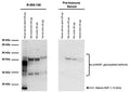 Western Blot analysis of NGF expression in rodent and human homogenates. Mature NGF is detected in mouse salivary gland homogenate at ~13 kDa, while tissue samples reveal predominantly proNGF isoforms at higher molecular weights. This is consistent with the observation that proNGF is the predominant isoform in brain tissue (Fahnenstock et al., 2001). Several proNGF-bands are observed, likely representing differently glycosylated proNGF-isoforms as reported by Reinshagen et al., 2000, Lobos et al., 2005, Pedraza et al., 2005 and Pundavela et al., 2014. Incubation of membrane with pre-immune serum reveals some non-specific bands at ~40 kDa, while overall confirming NGF-immunoreactivity.Western Blotting Method: SDS-PAGE: denaturing and reducing, 10% Bis-Tris gel; Semi-Dry Transfer: Tris-Glycine (Towbins) buffer with 20% methanol; Membrane: PVDF (0.45 µm); Blocking: 5% skim milk in TBST, 1 hour at RT; Primary antibody: 5 µg/mL, overnight at 2-8°C; Secondary antibody: anti-rabbit-HRP (1/20,000), 2 hours at RT; Detection: Chemiluminiscence.