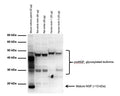 Western Blot analysis of NGF expression in rodent and human homogenates. Mature NGF is detected in mouse salivary gland homogenate at ~13 kDa, while tissue samples reveal predominantly proNGF isoforms at higher molecular weights. This is consistent with the observation that proNGF is the predominant isoform in brain tissue (Fahnenstock et al., 2001). Several proNGF-bands are observed, likely representing differently glycosylated proNGF-isoforms as reported by Reinshagen et al., 2000, Lobos et al., 2005, Pedraza et al., 2005 and Pundavela et al., 2014.Western Blotting Method: SDS-PAGE: denaturing and reducing, 10% Bis-Tris gel; Semi-Dry Transfer: Tris-Glycine (Towbins) buffer with 20% methanol; Membrane: PVDF (0.45 µm); Blocking: 5% skim milk in TBST, 1 hour at RT; Primary antibody: 5 µg/mL, overnight at 2-8°C; Secondary antibody: anti-rabbit-HRP (1/20,000), 2 hours at RT; Detection: Chemiluminiscence.