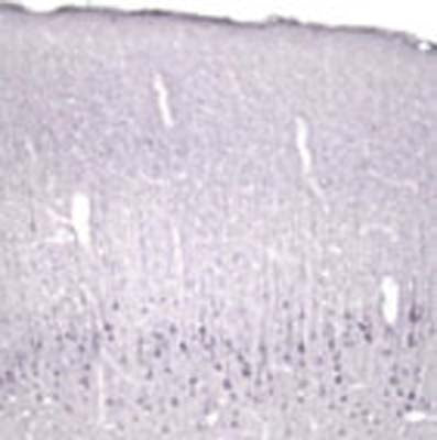 Immunohistochemical staining of Neurotrophin 4/5 (NT4/5) in rat cortex using rabbit polyclonal to recombinant human NT4, catalogue number R-102-500