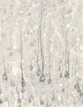Immunohistochemical staining of Neurotrophin 4/5 (NT4/5) in rat cortex using rabbit polyclonal to recombinant human NT4, catalogue number R-102-500
