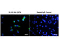 Immunofluorescence analysis of NT4 expression in human DU145 prostate cancer cells. Fixed (4% formaldehyde), permeabilized, and blocked (10% normal horse serum, 0.1% Triton X100) DU145 cells were incubated with NT4 rabbit antibody antibody R-102-500 (10 µg/mL, green) for 1 hour. Primary antibody binding was visualized with a secondary donkey anti-rabbit-CF488A antibody (4 µg/mL, 1 hour incubation). Control cells were incubated with normal rabbit IgG (10 µg/mL) as primary antibody. Cell nuclei were stained with Hoechst dye (blue). Magnification: 100x.