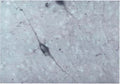 Immunohistochemical staining of Dopamine beta-Hydroxylase (DBH) in guinea pig brain stem using rabbit polyclonal to native bovine DBH, catalogue number R-108-100 .
