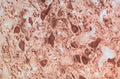 Immunohistochemical staining of parkin in rat brainstem using rabbit polyclonal antibody to human parkin, catalogue number R-113-100. Trigeminal motor neurons are intensely stained.