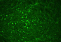 Immunofluorescent visualization of Parkin immunoreactive neurons in the substantia nigra and some in the red nuclei of the mid brain. R-114-100 was diluted 1;500. Photo courtesy of Dr. Sumit Sarkar, National Center for Toxicology/ US FDA, Arkansas, USA.