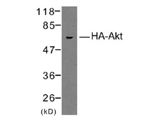 Western Blot analysis of Rabbit polyclonal anti-HA tag R-1307-100 in 293 cells transfected with HA-tagged Akt protein.