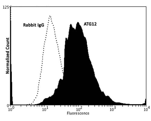 Fixing and Permeabilization of cells: Absolute methanol (10 minutes in ice) and 0.1% Tween-20 in PBS, Blocking: 15% Horse serum, Primary antibody: Rabbit Polyclonal antibody to ATG12 (cat # R-137-500, 2μg per ~10^6 cells) for 30 minutes at room temperature, Secondary antibody: Donkey anti-rabbit PE labeled secondary antibody (1:100 fold dilution) with incubation for 20 minutes in dark at room temperature. Normal Rabbit Polyclonal IgG was used as negative control under same conditions (black dashed). Flow cytometry data and results were generated using Orflo MoxiflowTM instrument and protocols. The data demonstrates specific staining of ATG12 expressed in human neuroblastoma SH-SY5Y cell line using cat # R-137-500.