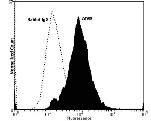 Fixing and Permeabilization of cells: Absolute methanol (10 minutes in ice) and 0.1% Tween-20 in PBS, Blocking: 15% Horse serum, Primary antibody: Rabbit Polyclonal antibody to ATG5 (cat # R-138-500, 2 ug per ~10^6 cells) for 30 minutes at room temperature, Secondary antibody: Donkey anti-rabbit PE labeled secondary antibody (1:100 fold dilution) with incubation for 20 minutes in dark at room temperature. Normal Rabbit Polyclonal IgG was used as negative control under same conditions (black dashed). Flow cytometry data and results were generated using Orflo MoxiflowTM instrument and protocols. The data demonstrates specific staining of ATG5 expressed in human neuroblastoma SH-SY5Y cell line using cat # R-138-500.