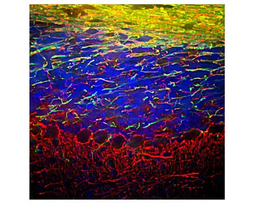 Image of a mouse cerebellum section by Immunofluorescence and Immunohistochemistry. The section was stained with R-1392-50, Neurofilament light polypeptide (NF-L), Rabbit pAb, (red, 1:5,000), and co-stained with product C-1383-50, Myelin basic protein, Chicken pAb, (green, 1:5,000). Method: Following transcardial perfusion of mouse with 4% paraformaldehyde, brain was post-fixed for 24 hours, cut to 45 um, and free-floating sections were stained. The NF-L antibody labels dendrites and axons of neuronal cells, and the MBP antibody stains myelin sheathes around axons.