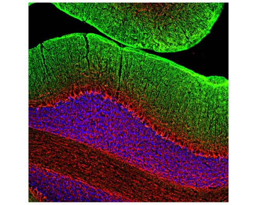 Image of a rat cerebellum section by Immunofluorescence and immunohistochemistry. The section was stained with R-1395-50, Neurofilament medium polypeptide (NF-M), Rabbit pAb, (red, 1:2,000) and co-stained with product M-1650-100, Growth associated protein 43 (GAP43), Mouse mAb, (green, 1:2,000). Method: Following transcardial perfusion of rat with 4% paraformaldehyde, brain was post-fixed for 24 hours, cut to 45 um, and free-floating section was stained. The NF-M antibody strongly labels neuronal processes throughout the cerebellum, while the GAP43 antibody stains predominantly synaptic regions in the molecular layer.