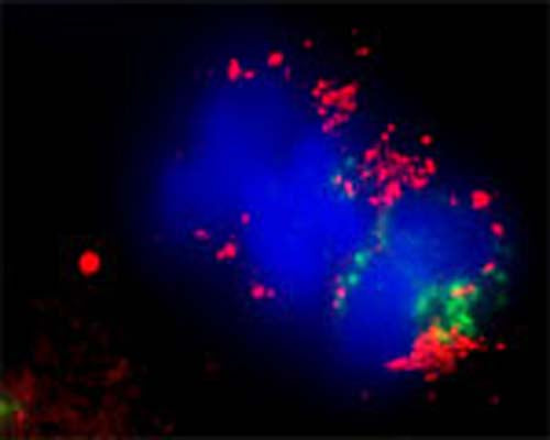 Confocal microscopy on immunofluorescently detected MAP1LC3 C in cytospin-isolated human white blood cells using Rabbit antibody to MAP1LC3 C : whole serum (R-140-100) at a dilution of 1: 200, incubated for 1 h at room temperature. The detected MAP1LC3 C appears red. The cells were also stained for Myeloperoxidase (MPO) appearing in green. The cells were counter stained with Hoechst Dye(blue colour). Here, the merged picture is presented.
