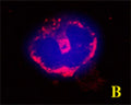 B. Confocal microscopy on immunofluorescently detected GABARAP L2 (GABARAPL2) in cytospin-isolated human white blood cells using Rabbit antibody to GABARAP L2 (GABARAPL2): whole serum (R-142-100) at a dilution of 1: 200, incubated for 1 h at room temperature. The cells were stained for GABARAP L2 (GABARAPL2) appearing in red counter-stained with Hoechst DyeHere. The merged picture is presented.