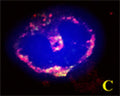 C is the merged picture of Figures A & B. Confocal microscopy on immunofluorescently detected GABARAP L2 (GABARAPL2) in cytospin-isolated human white blood cells using Rabbit antibody to GABARAP L2 (GABARAPL2): whole serum (R-142-100) at a dilution of 1: 200, incubated for 1 h at room temperature. The cells were double-stained for GABARAP L2 (GABARAPL2) appearing in red and Myeloperoxidase (MPO) appearing in green. The cells were counter stained with Hoechst Dye (blue colour).