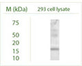 Western blot under reducing conditions on 293 cell lysate using Rabbit antibody to GABARAP L2 (GABARAPL2): whole serum (R-142-100) at a dilution of 1:100.