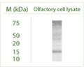 Western blot under reducing conditions on 293 cell lysate using Rabbit antibody to GABARAP: whole serum (R-143-100) at a dilution of 1:100.