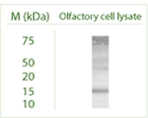 Western blot under reducing conditions on 293 cell lysate using Rabbit antibody to GABARAP: whole serum (R-143-100) at a dilution of 1:100.